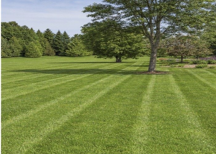 Clean striped lawn after mower blade sharpening and balance checks